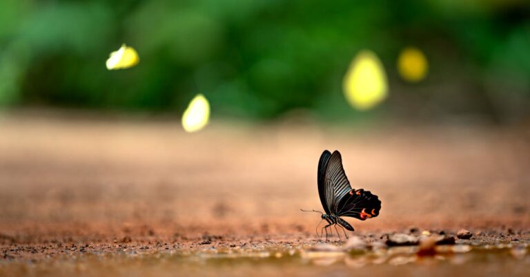guide complet sur la taille des cycas : conseils pratiques pour entretenir et favoriser la croissance saine de vos plantes cycas.