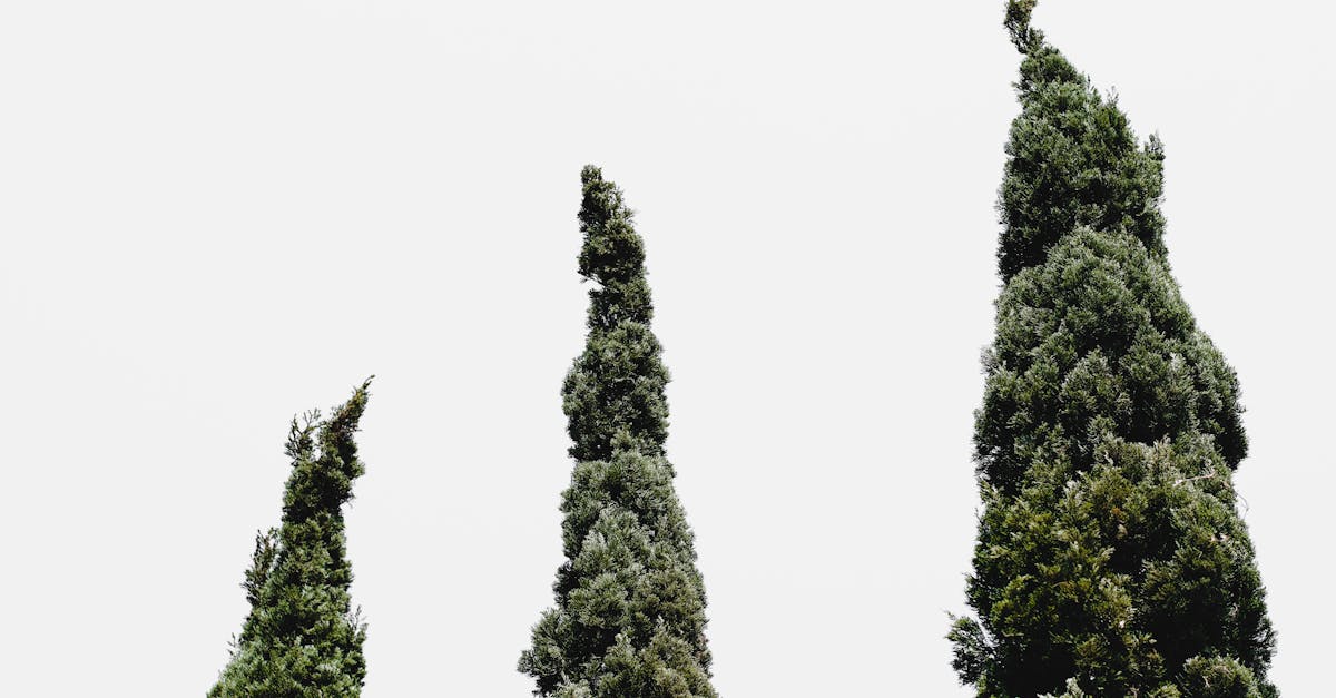 découvrez les risques associés à la plantation de cyprès et apprenez comment les prévenir pour assurer une croissance saine et sécurisée.