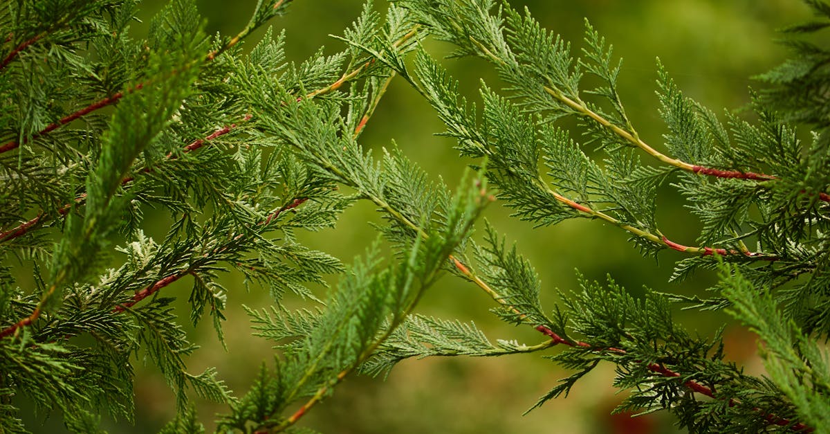 découvrez les risques liés à la plantation de cyprès et comment les éviter pour assurer une croissance saine et durable de vos arbres.