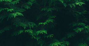 découvrez les risques liés à la plantation de cyprès et comment les éviter pour garantir une croissance saine et sécurisée de vos arbres.