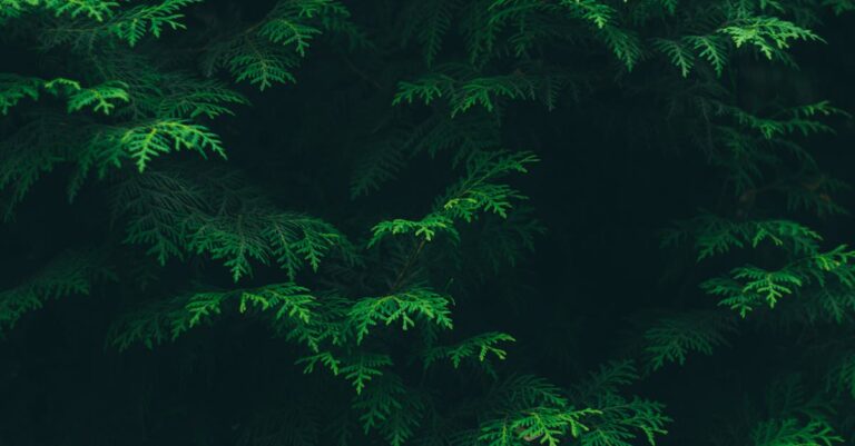 découvrez les risques liés à la plantation de cyprès et comment les éviter pour garantir une croissance saine et sécurisée de vos arbres.