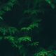 découvrez les risques liés à la plantation de cyprès et comment les éviter pour garantir une croissance saine et sécurisée de vos arbres.