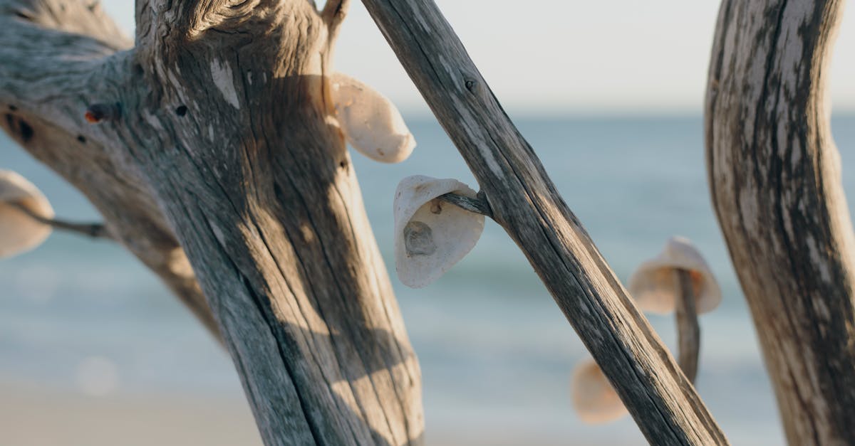 découvrez notre collection de décorations en bois flotté pour un intérieur naturel et authentique. apportez une touche d'élégance rustique avec nos pièces uniques en bois flotté.