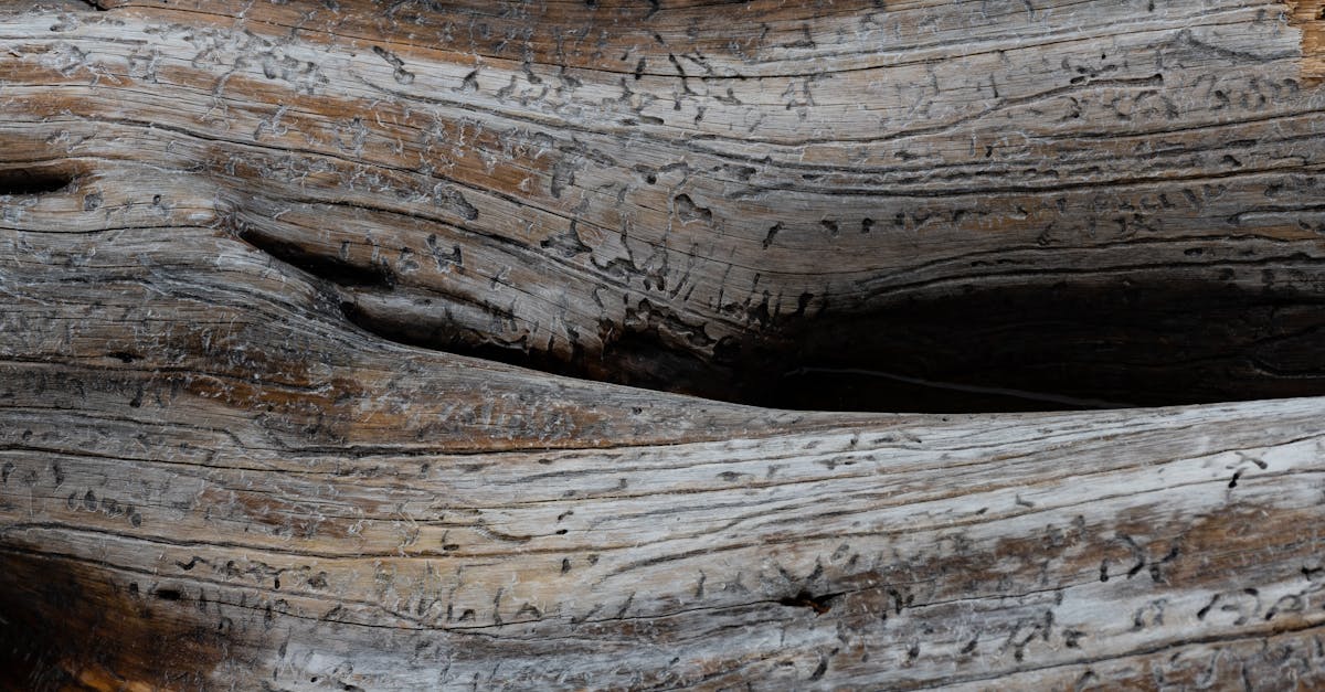 découvrez notre sélection unique de décorations en bois flotté, parfaites pour apporter une touche naturelle et authentique à votre intérieur.