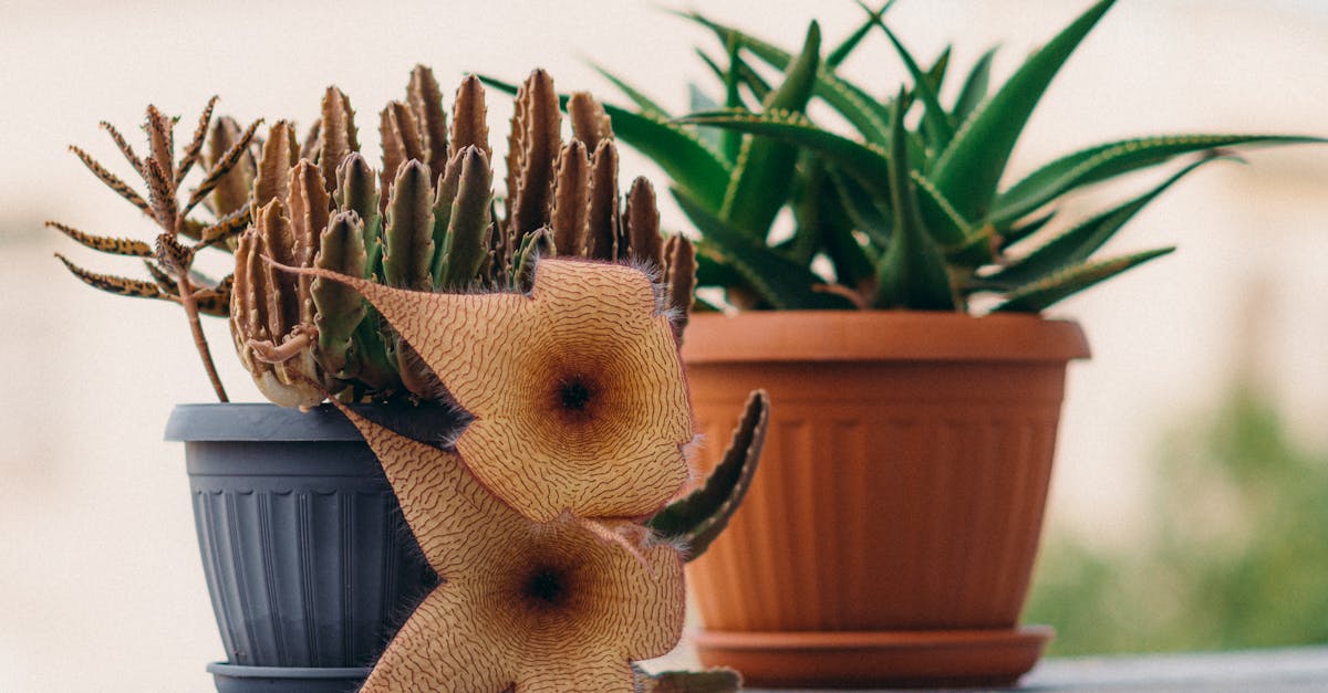 découvrez nos fleurs en forme d'étoile faciles d'entretien, idéales pour embellir votre jardin sans effort.