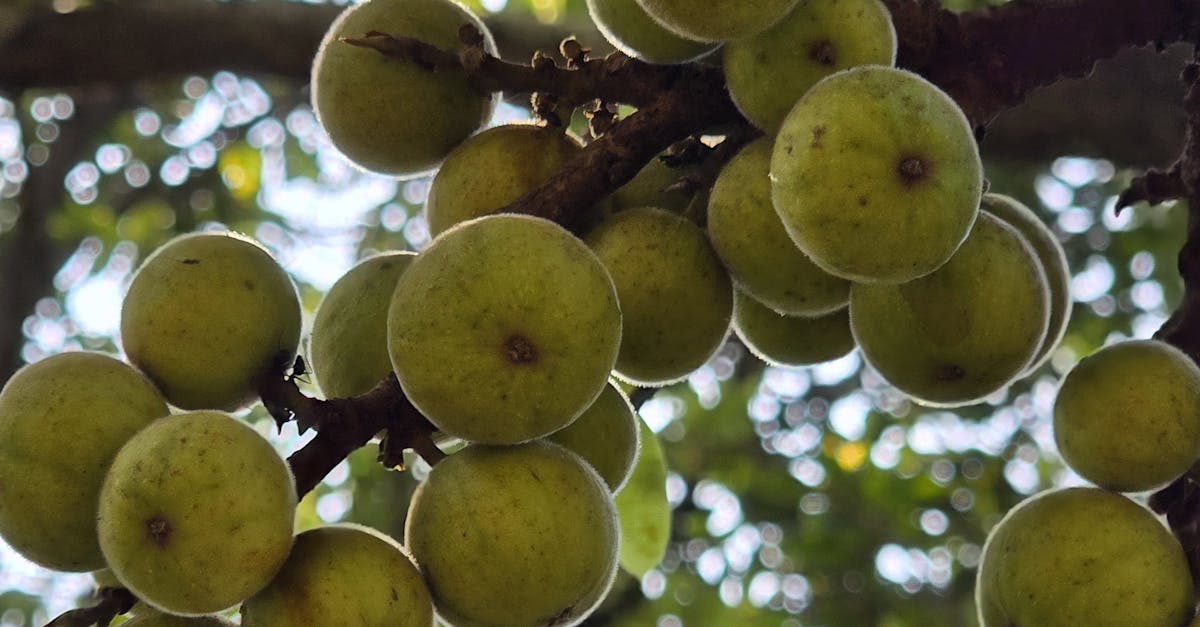 découvrez les inconvénients du figuier, ses impacts sur le jardin et les précautions à prendre pour une culture réussie.