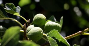 découvrez les inconvénients du figuier, ses défis de culture et les problèmes courants associés à cet arbre fruitier.