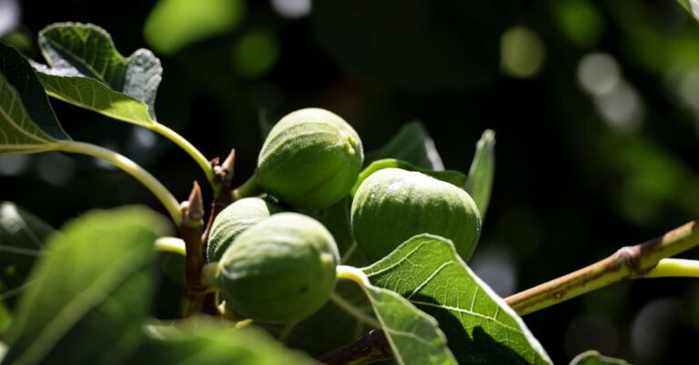 découvrez les inconvénients du figuier, ses défis de culture et les problèmes courants associés à cet arbre fruitier.