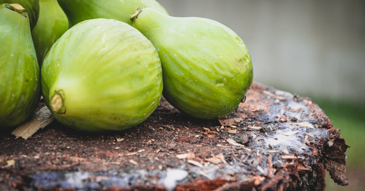 découvrez la distance idéale de plantation pour votre figuier afin d'assurer une croissance optimale et une bonne santé de l'arbre.