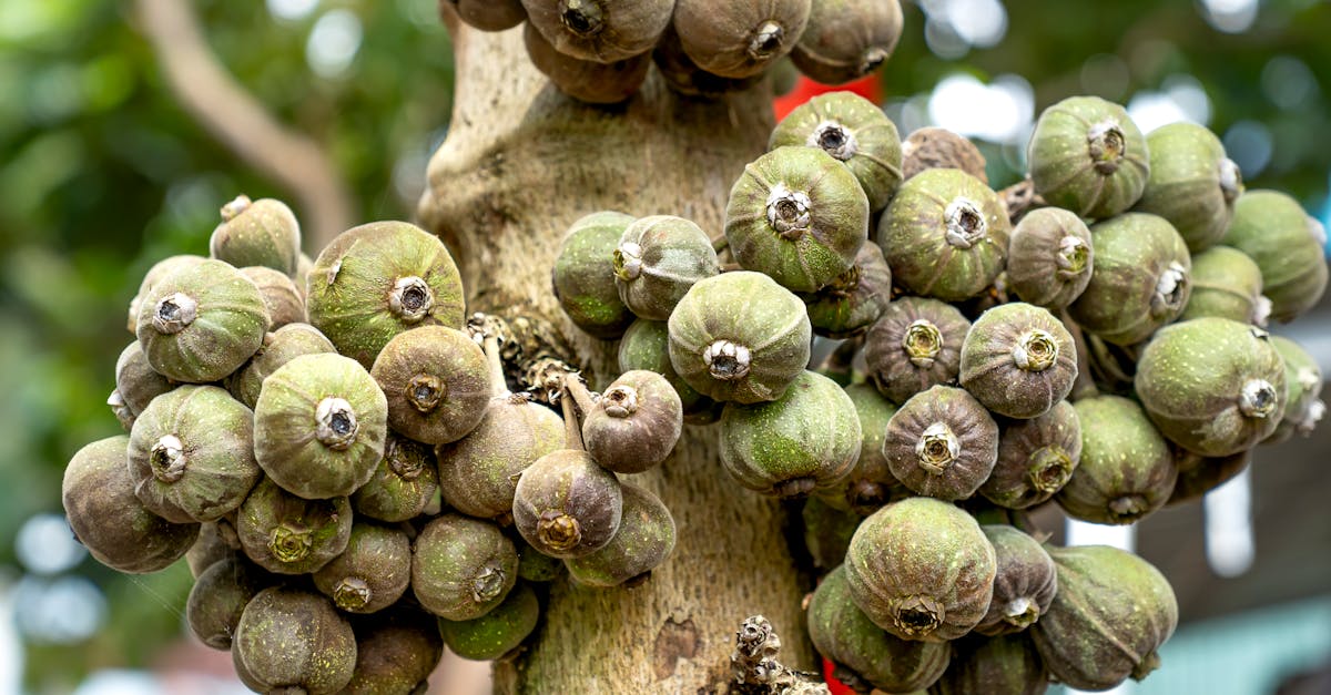 découvrez la distance idéale de plantation pour un figuier afin d'assurer une croissance optimale et une bonne production de fruits.