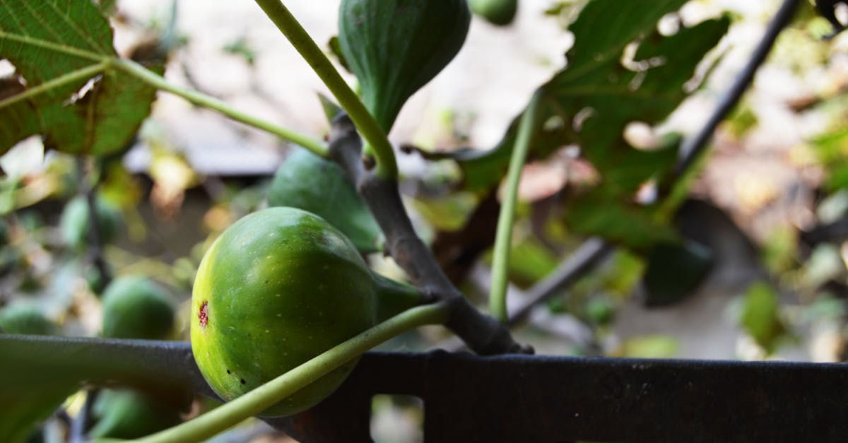 conseils sur la distance idéale de plantation des figuiers pour assurer leur croissance optimale et une bonne récolte.