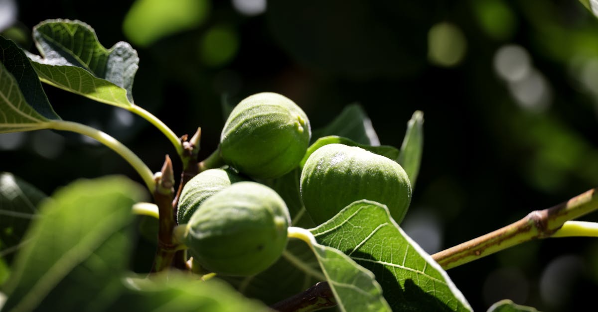 découvrez la distance idéale pour planter un figuier afin d'assurer une croissance optimale et une bonne santé de l'arbre.