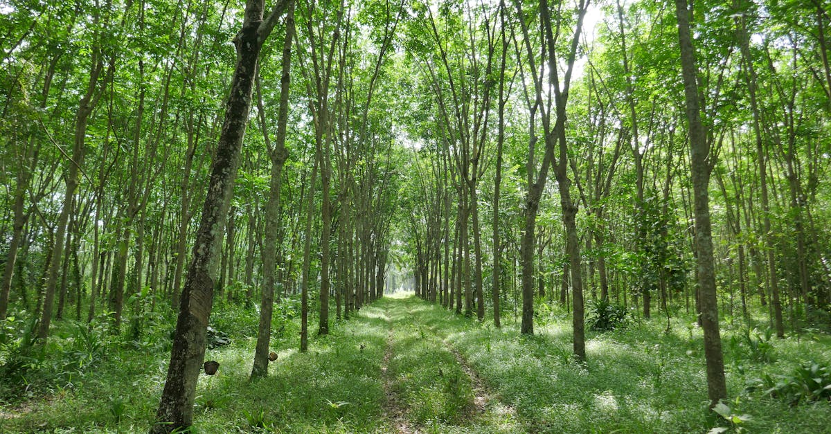 découvrez nos matériaux ignifuges haute performance, conçus pour résister au feu et assurer une protection optimale dans tous vos projets.