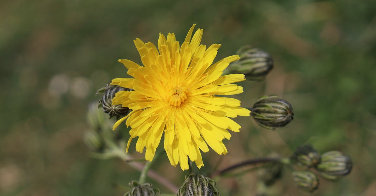 découvrez notre large sélection de fleurs fraîches pour toutes les occasions : bouquets, compositions florales et plantes décoratives pour égayer votre quotidien.