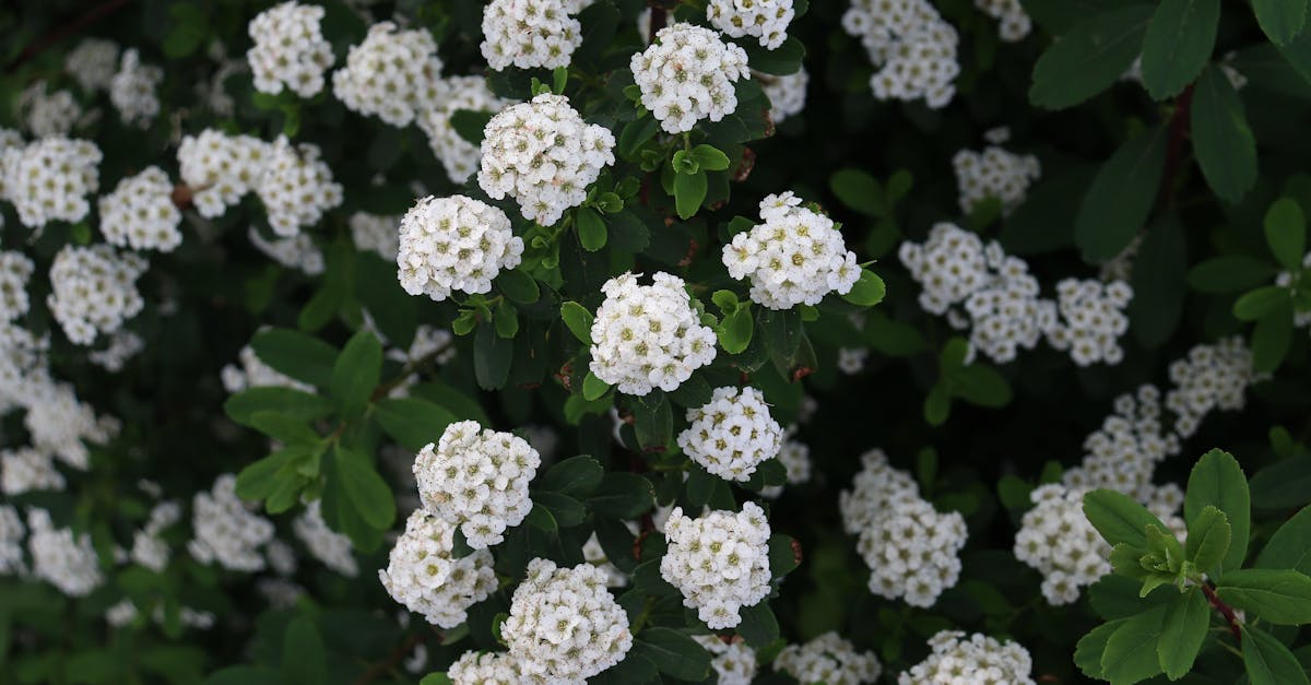 découvrez notre sélection de fleurs fraîches et magnifiques pour toutes les occasions. offrez la beauté et la nature avec nos bouquets élégants et colorés.