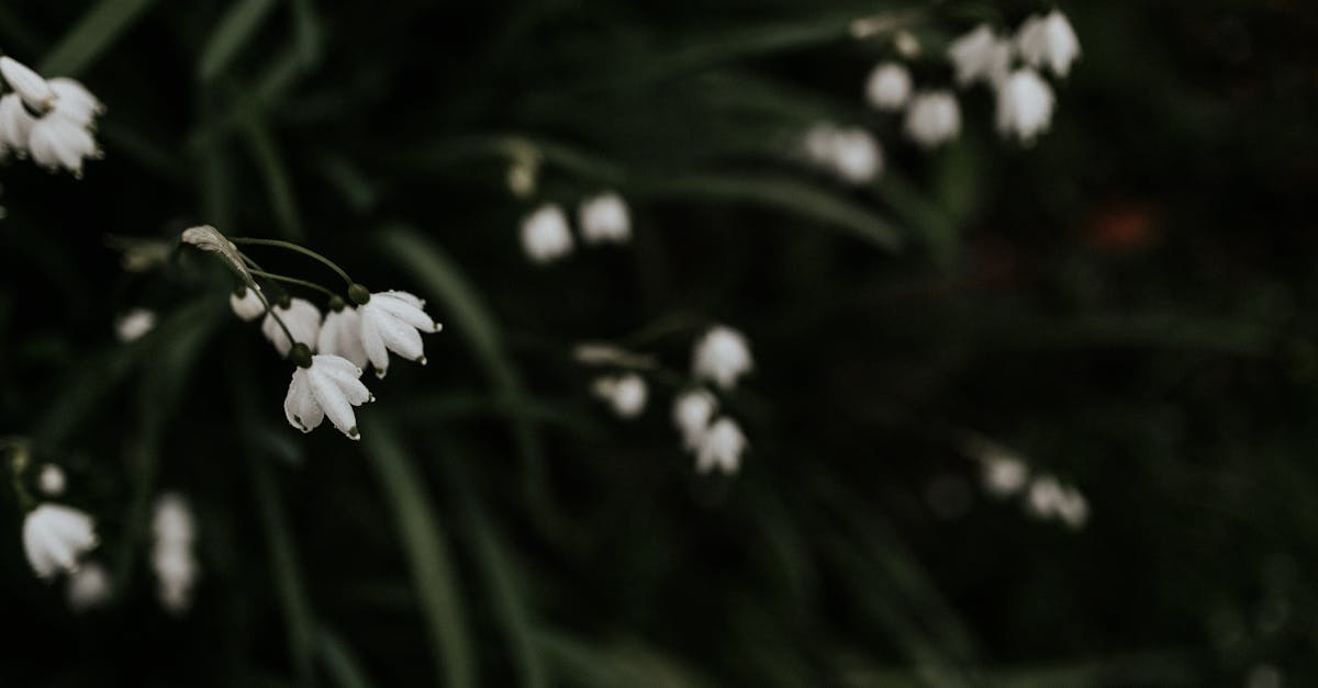 découvrez une magnifique sélection de fleurs fraîches et colorées pour toutes les occasions. offrez la beauté naturelle et le charme des fleurs à vos proches dès aujourd'hui.