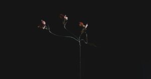 découvrez notre sélection éclatante de fleurs fraîches pour toutes les occasions. offrez beauté et fraîcheur avec nos bouquets colorés et parfumés.