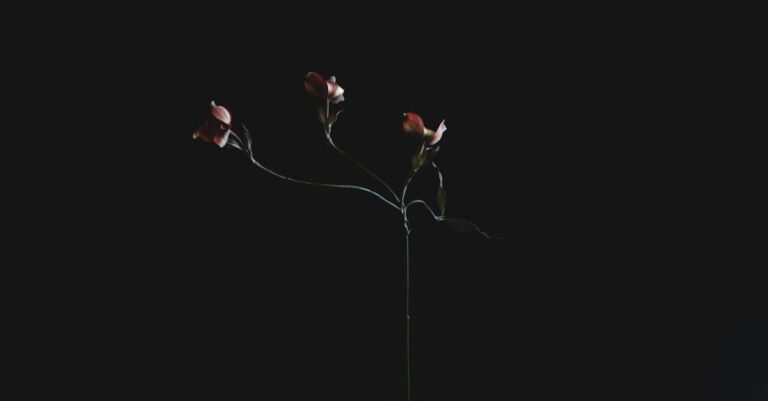 découvrez notre sélection éclatante de fleurs fraîches pour toutes les occasions. offrez beauté et fraîcheur avec nos bouquets colorés et parfumés.