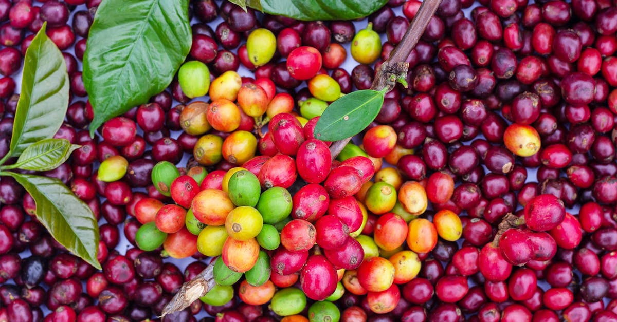 découvrez comment planter des haricots verts avec nos conseils simples et efficaces pour un jardin productif et sain.