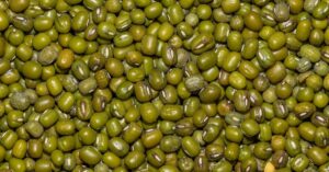 guide complet pour planter des haricots verts : conseils de semis, entretien et récolte pour un potager réussi.