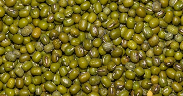 guide complet pour planter des haricots verts : conseils de semis, entretien et récolte pour un potager réussi.