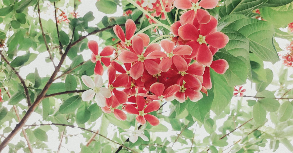 découvrez les risques associés au chèvrefeuille, ses effets potentiels sur la santé et comment les éviter.