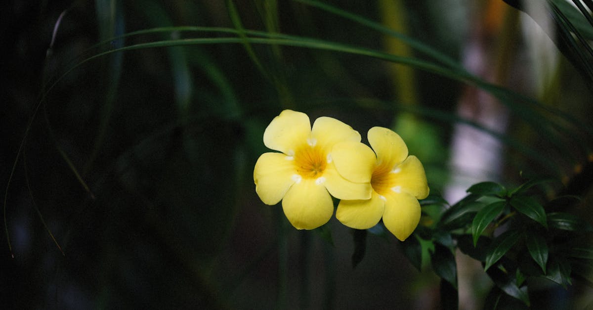 découvrez les risques associés au chèvrefeuille et comment les éviter pour protéger votre santé et votre jardin.