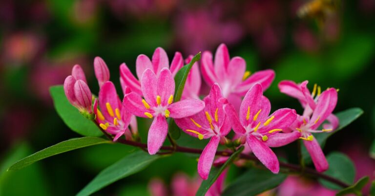 découvrez les risques associés au chèvrefeuille, une plante appréciée mais pouvant présenter des dangers pour la santé et l'environnement.