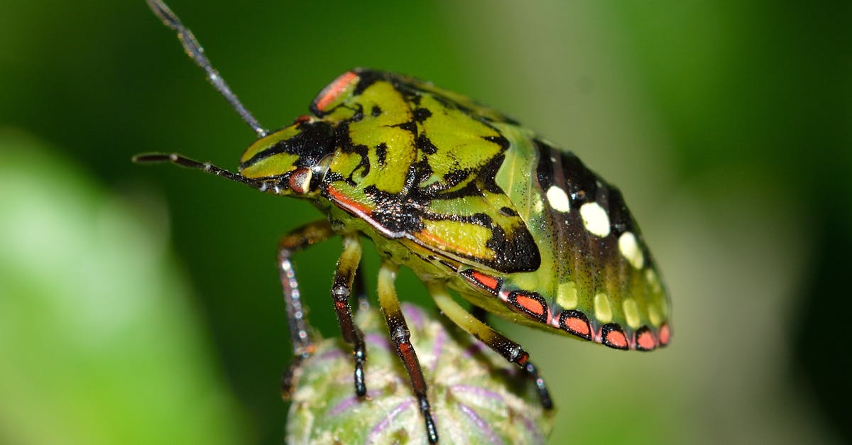 découvrez tout sur les insectes : leur diversité, leur rôle dans l'écosystème, et des faits fascinants sur ces petites créatures.