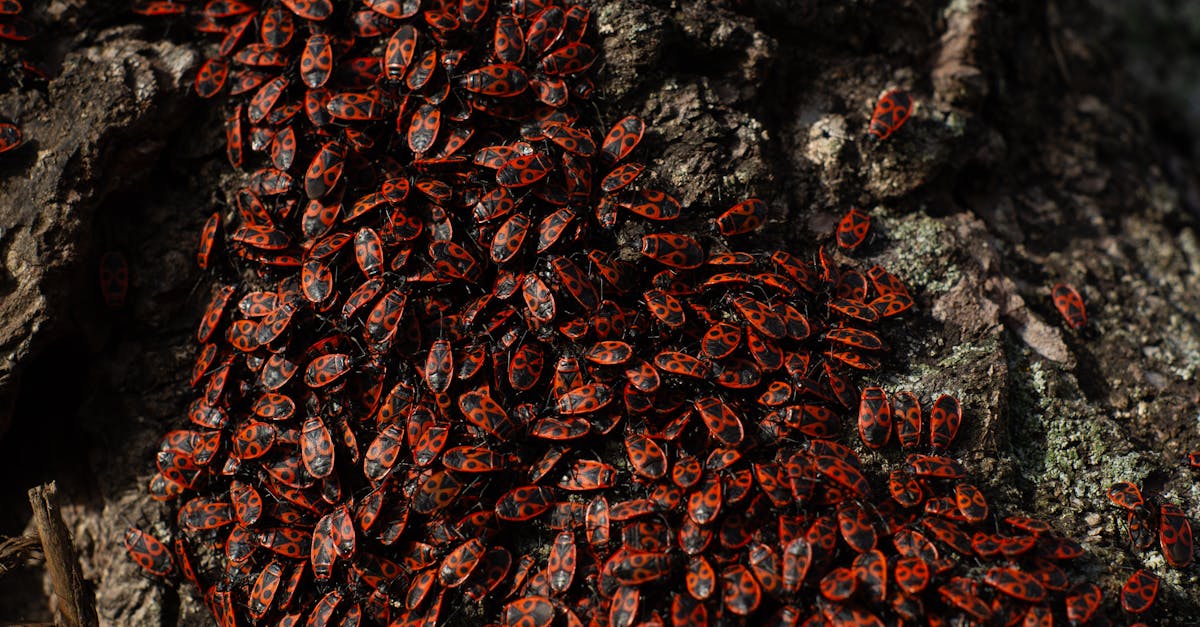 découvrez les insectes qui ont une durée de vie de moins de 24 heures, leurs caractéristiques uniques et leur rôle fascinant dans la nature.