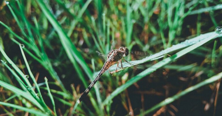 découvrez les insectes dont la durée de vie est inférieure à 24 heures, leurs caractéristiques fascinantes et leur rôle unique dans la nature.