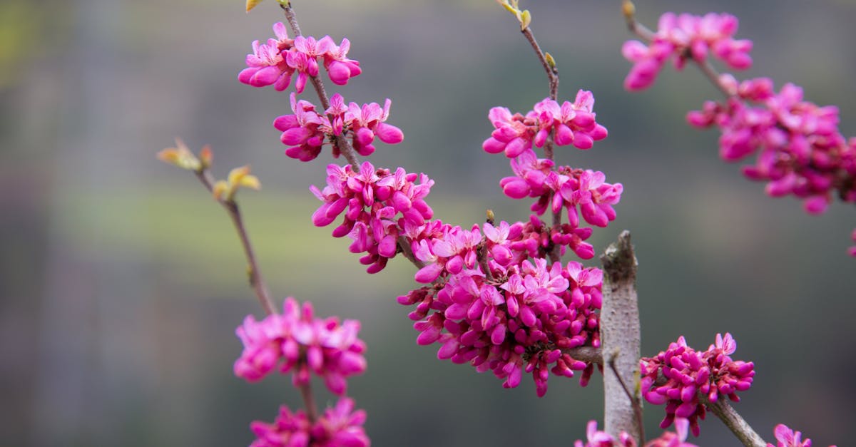 découvrez le judas tree, un arbre ornemental aux fleurs magnifiques et colorées, idéal pour embellir vos jardins et espaces verts.