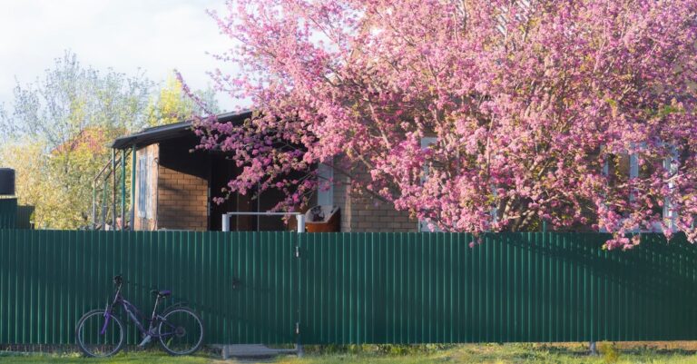 découvrez le judas tree, un arbre ornemental reconnu pour ses fleurs roses vibrantes et sa beauté méditerranéenne, idéal pour embellir vos jardins.