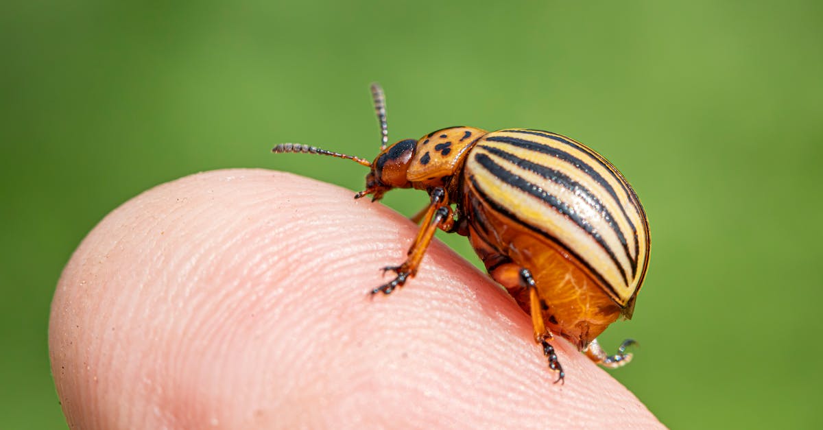 découvrez comment identifier, prévenir et éliminer les nuisibles courants dans votre cuisine pour assurer un environnement propre et sain.