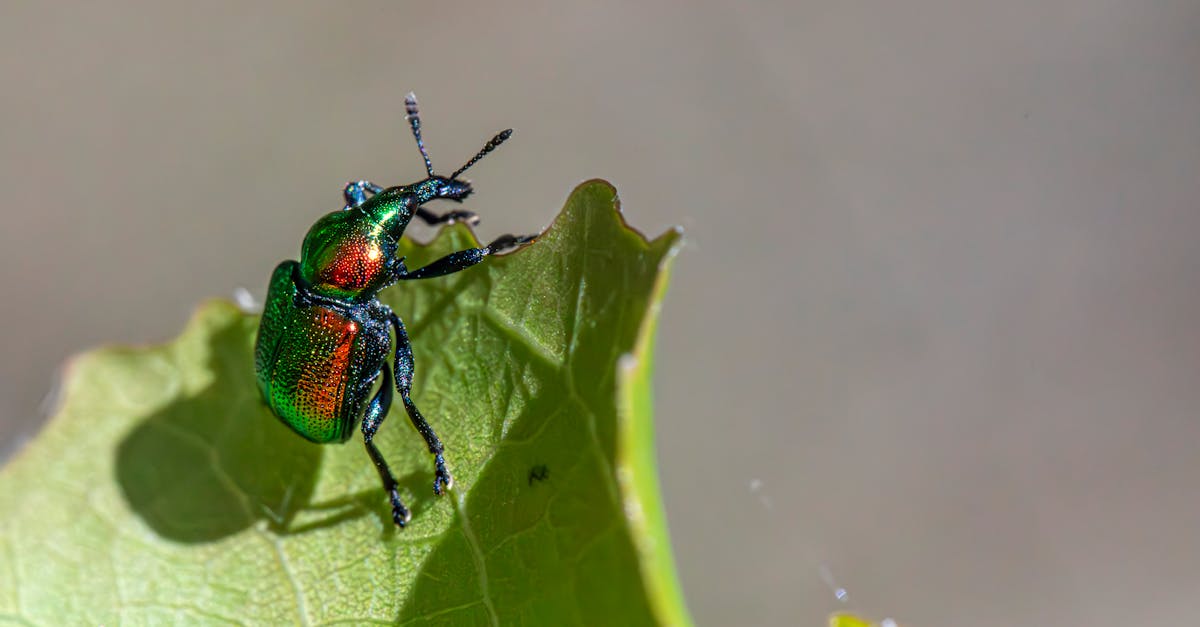 découvrez comment identifier, prévenir et éliminer les nuisibles courants dans votre cuisine pour préserver un environnement propre et sain.