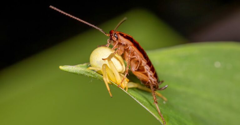 découvrez comment identifier, prévenir et éliminer efficacement les nuisibles courants dans la cuisine pour garder un environnement propre et sain.