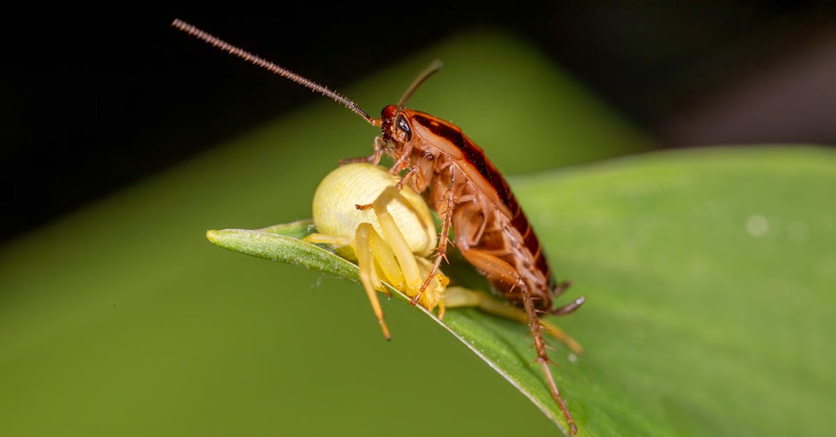 découvrez comment identifier, prévenir et éliminer efficacement les nuisibles courants dans la cuisine pour garder un environnement propre et sain.