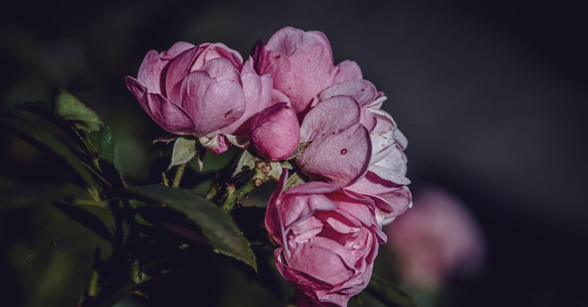 découvrez des fleurs faciles d'entretien qui ressemblent à des roses, idéales pour un jardin élégant sans effort.
