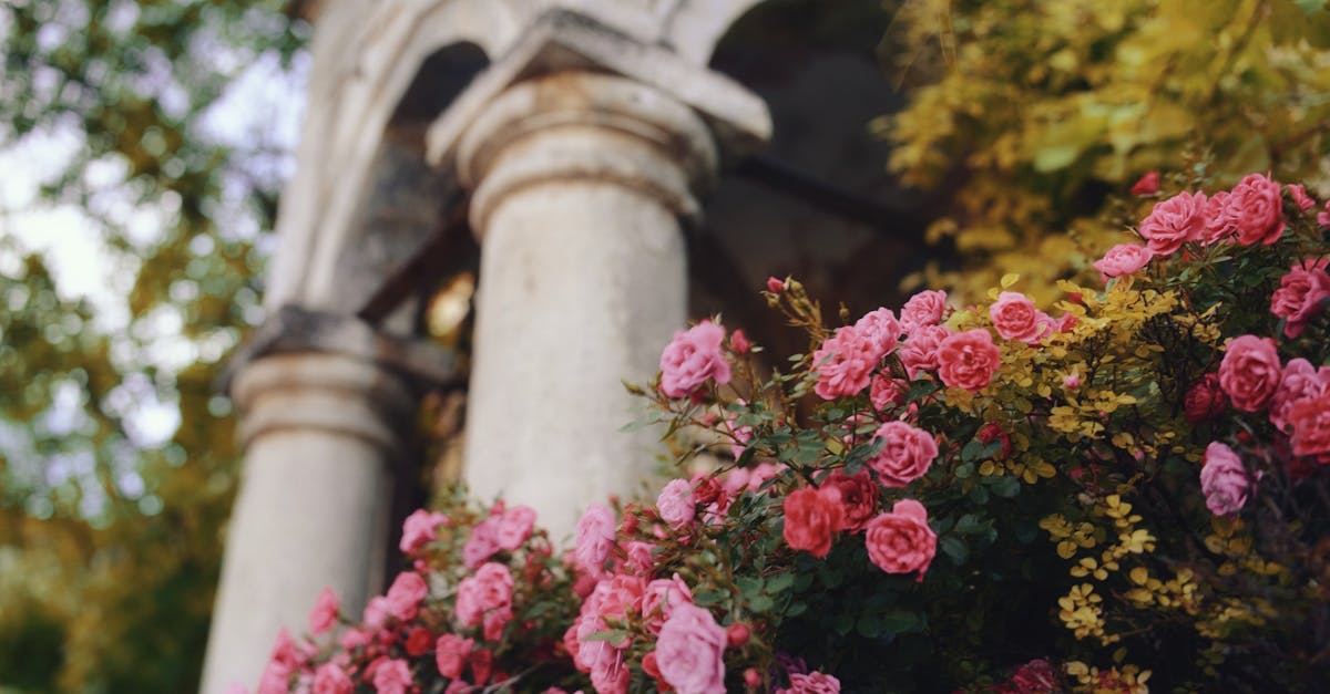 découvrez des fleurs faciles d'entretien qui ressemblent à des roses, parfaites pour embellir votre jardin sans effort.