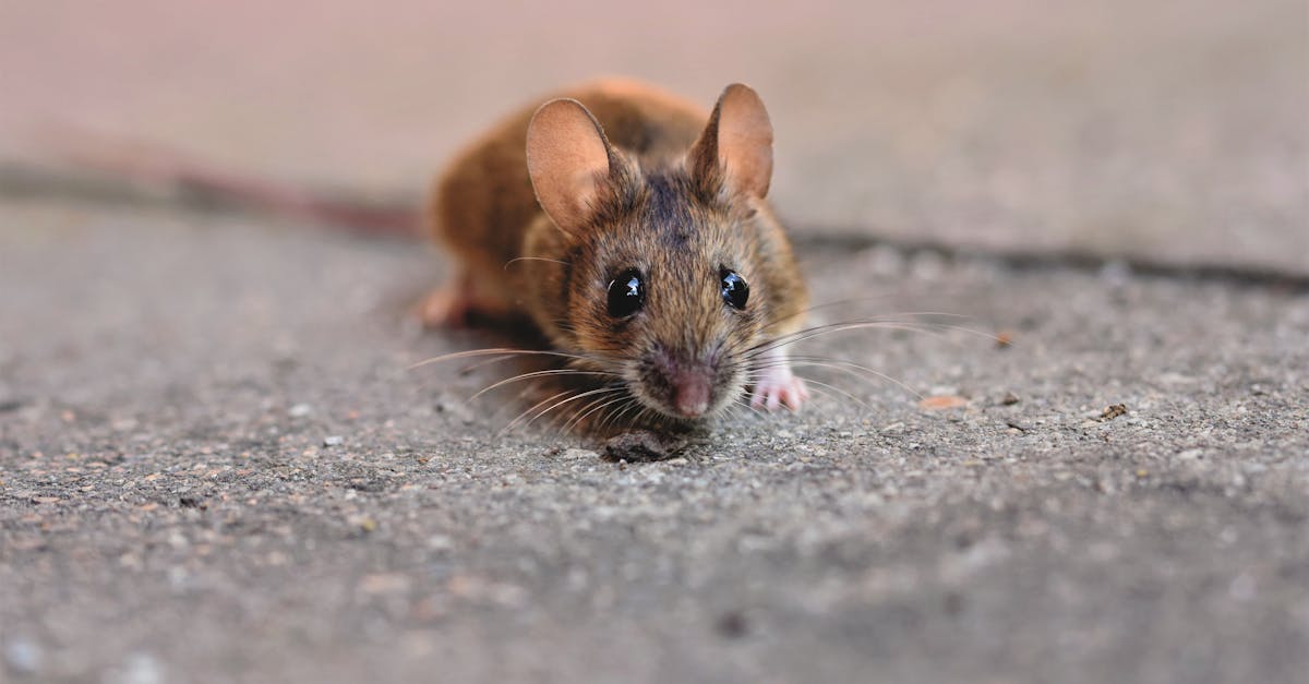 découvrez la symbolique de la souris, un animal chargé de signification dans différentes cultures, représentant souvent la curiosité, la modestie et l'adaptabilité.