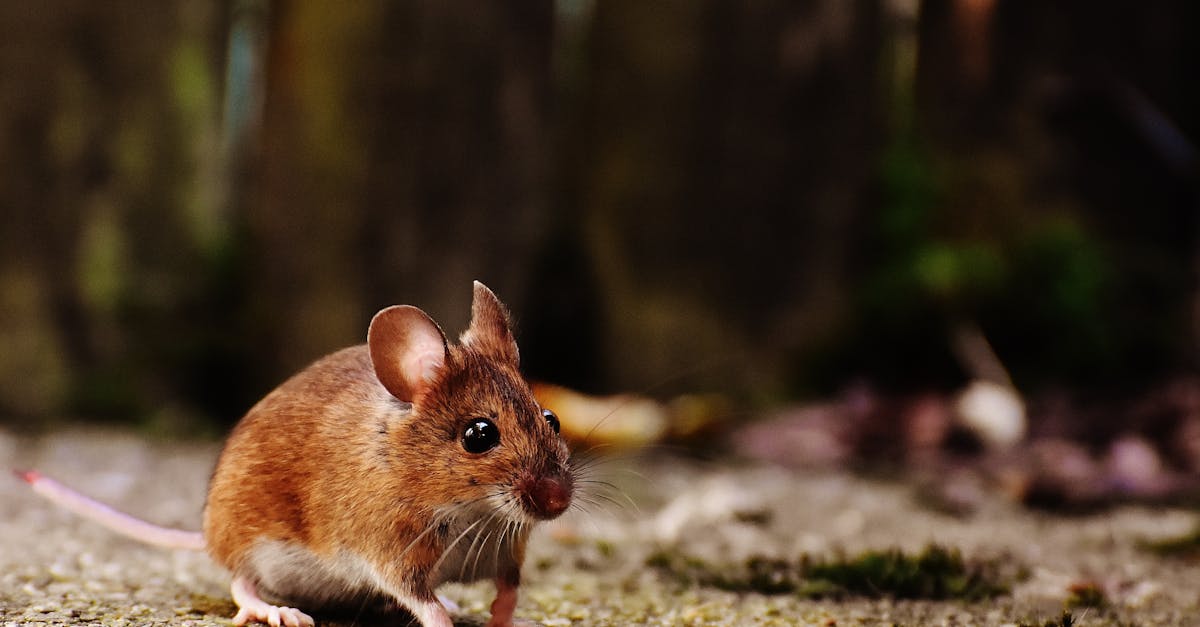 découvrez la symbolique de la souris, un petit animal riche en significations culturelles et spirituelles à travers le monde.