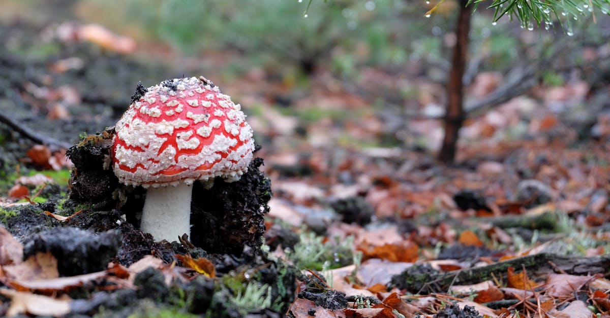 identification des crottes de ragondin : guide pour reconnaître les déjections de ce rongeur et comprendre leur impact sur l'environnement.