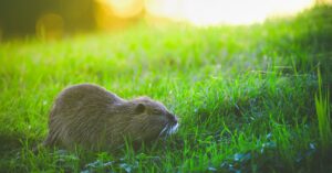 apprenez à identifier les déjections de ragondin grâce à nos conseils détaillés pour mieux comprendre leur forme, taille et présence dans votre environnement.