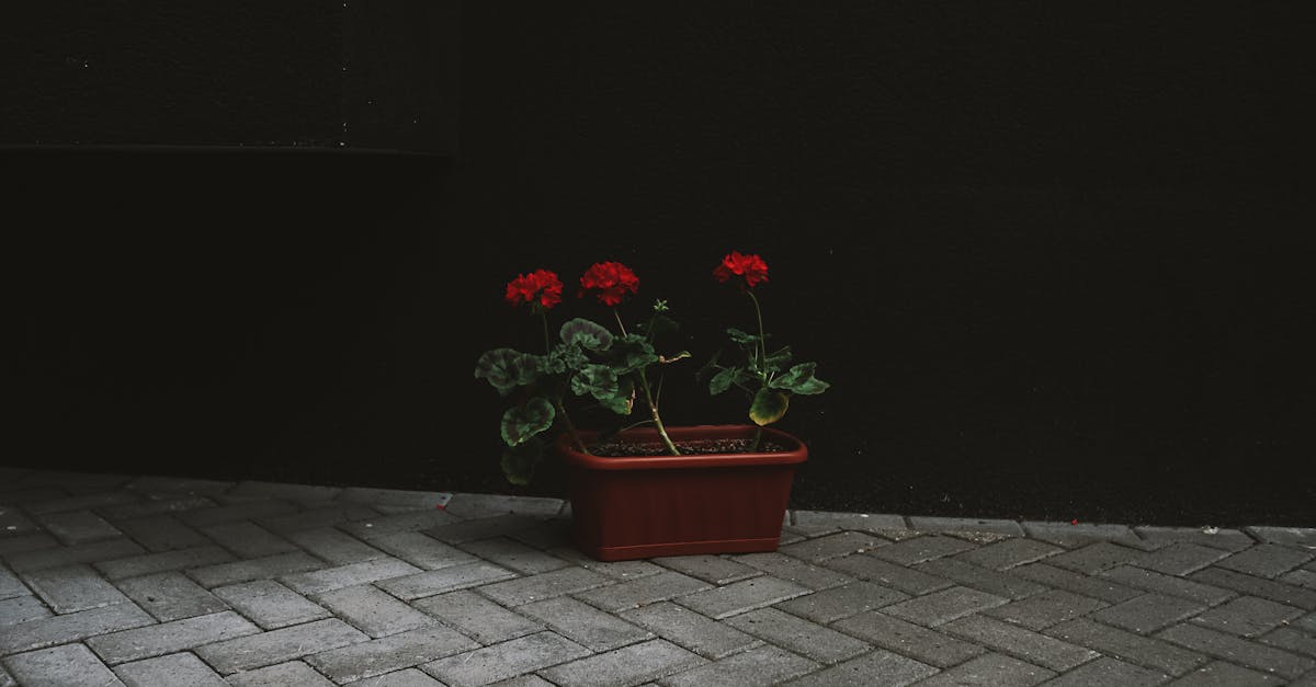 découvrez nos solutions de pavage de qualité pour embellir et sécuriser vos espaces extérieurs. expertise, durabilité et esthétisme au rendez-vous.