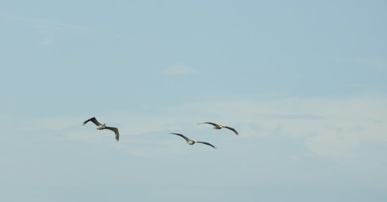 découvrez comment éliminer efficacement les mouches persistantes à l'intérieur de votre maison grâce à nos conseils pratiques et astuces simples.