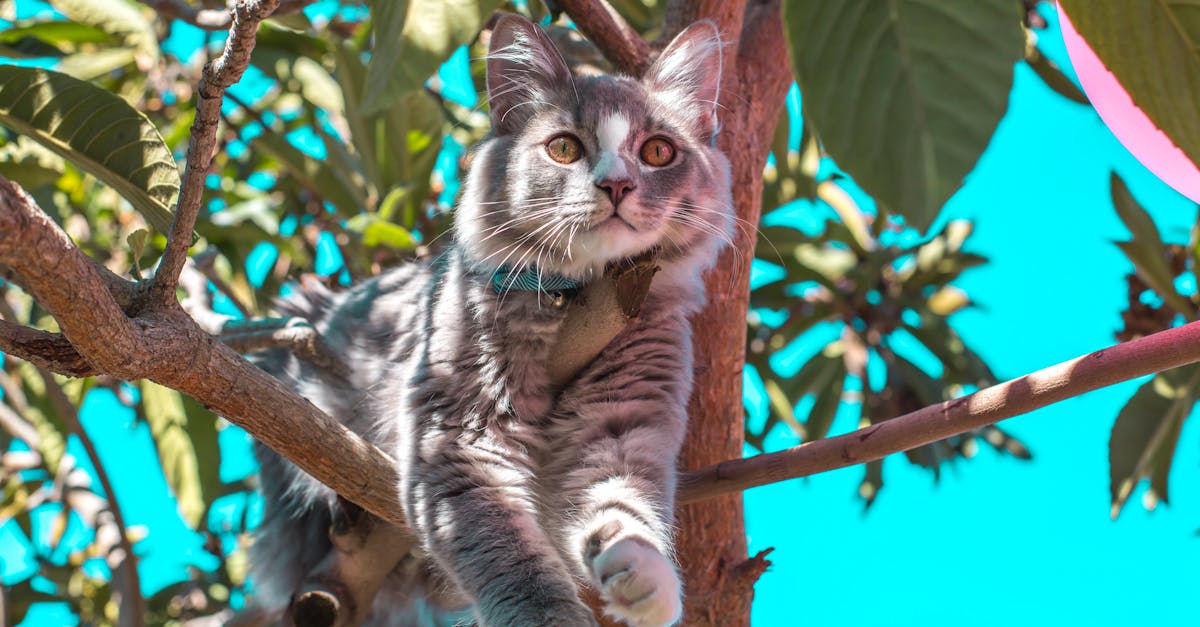 guide complet pour identifier les crottes de fouine, avec des conseils pratiques pour reconnaître et différencier leurs traces dans la nature.