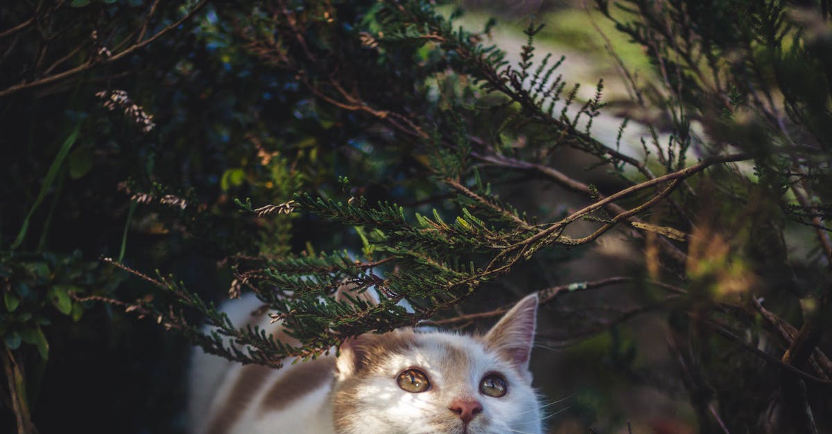 apprenez à identifier facilement les excréments de moufette grâce à notre guide complet sur la reconnaissance du scat de polecat.