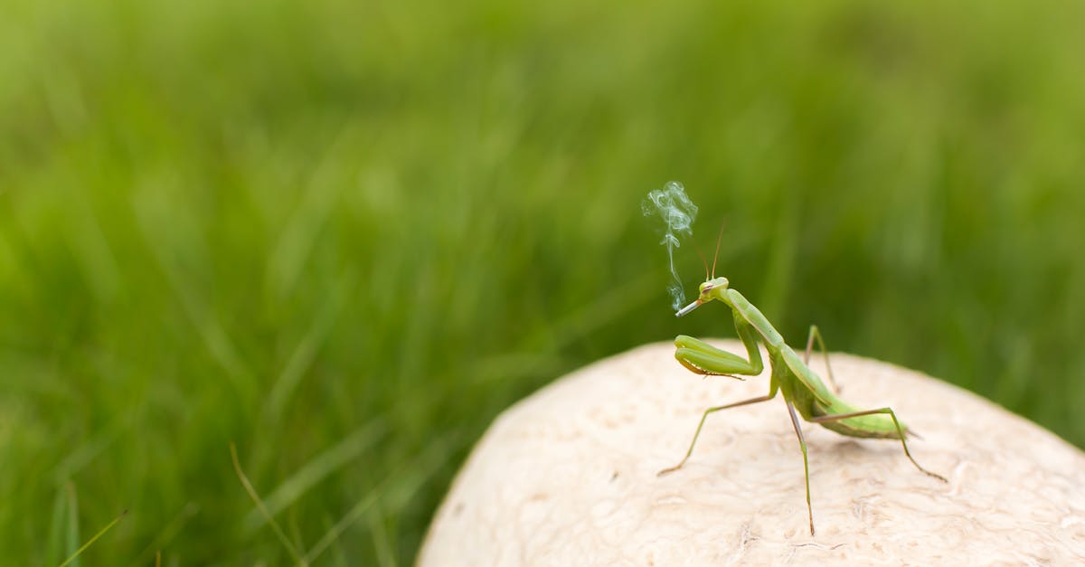 découvrez tout sur la mante religieuse, un insecte fascinant connu pour sa posture de prière unique et ses capacités de chasse impressionnantes.