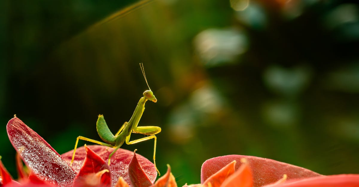 découvrez la mante religieuse, un insecte fascinant connu pour sa posture de prière unique et son rôle important dans l'équilibre écologique.