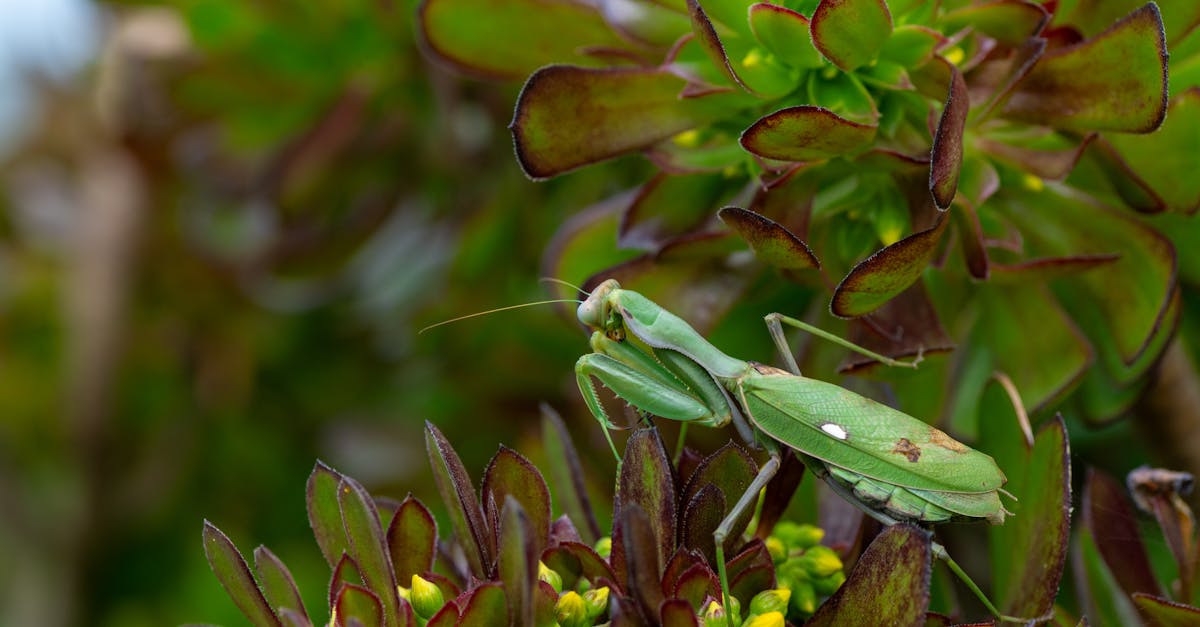 découvrez tout sur la mante religieuse, un insecte fascinant connu pour sa posture de prière unique et ses techniques de chasse impressionnantes.